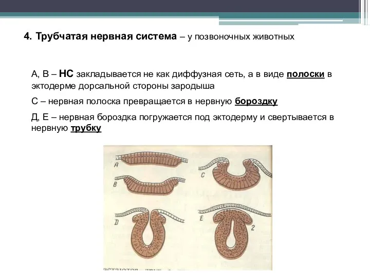 4. Трубчатая нервная система – у позвоночных животных А, В