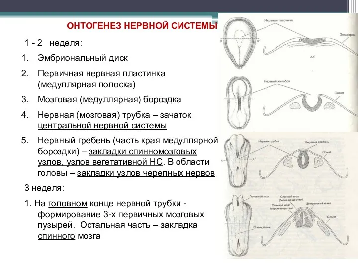 ОНТОГЕНЕЗ НЕРВНОЙ СИСТЕМЫ 1 - 2 неделя: Эмбриональный диск Первичная