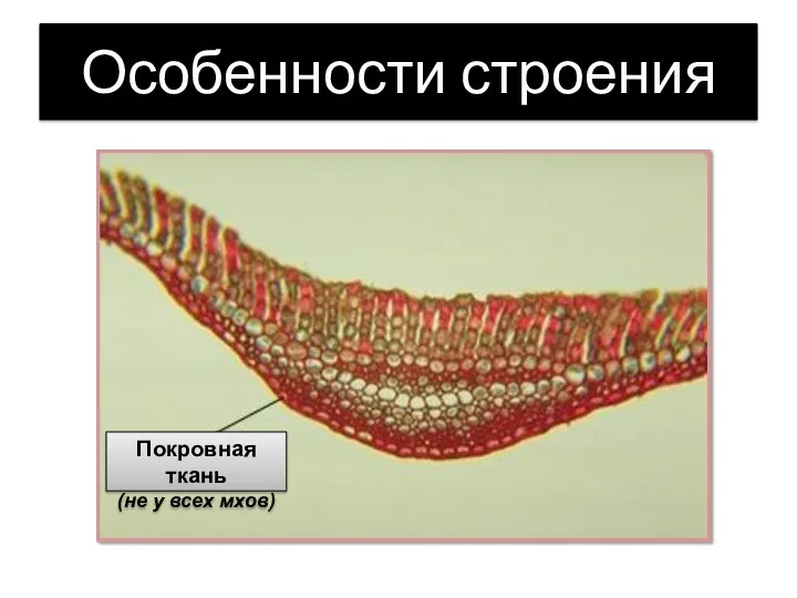 Особенности строения Покровная ткань (не у всех мхов)