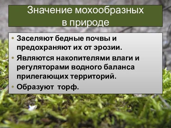 Значение мохообразных в природе Заселяют бедные почвы и предохраняют их