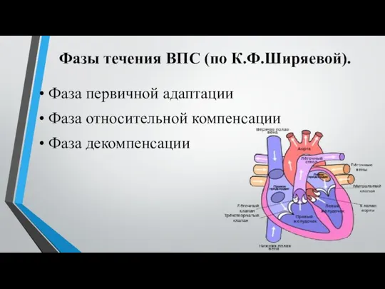 Фазы течения ВПС (по К.Ф.Ширяевой). • Фаза первичной адаптации • Фаза относительной компенсации • Фаза декомпенсации