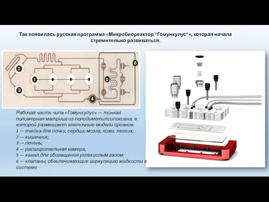 Рабочая часть чипа «Гомункулус» — тонкая полимерная матрица из полидиметилсилоксана,