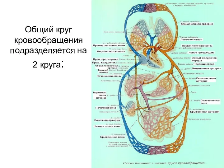 Общий круг кровообращения подразделяется на 2 круга: