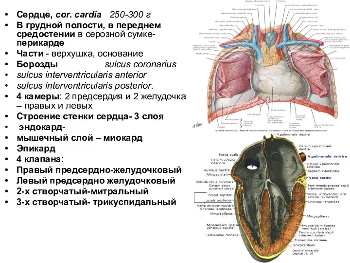 Сердце, cor. cardia 250-300 г В грудной полости, в переднем