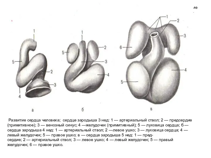 Развитие сердца человека; сердце зародыша 3 нед: 1 — артериальный