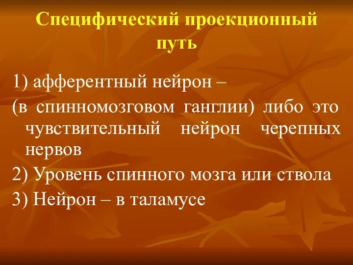 Специфический проекционный путь 1) афферентный нейрон – (в спинномозговом ганглии)