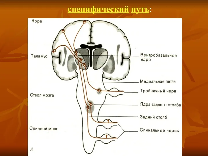 специфический путь: