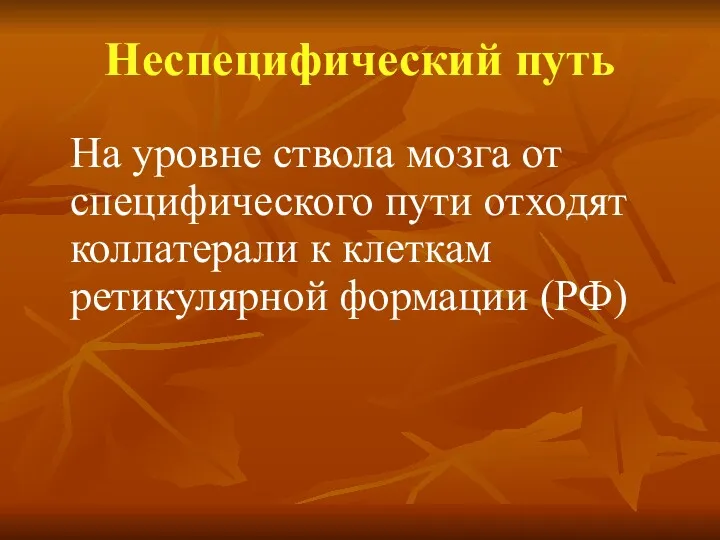 Неспецифический путь На уровне ствола мозга от специфического пути отходят коллатерали к клеткам ретикулярной формации (РФ)