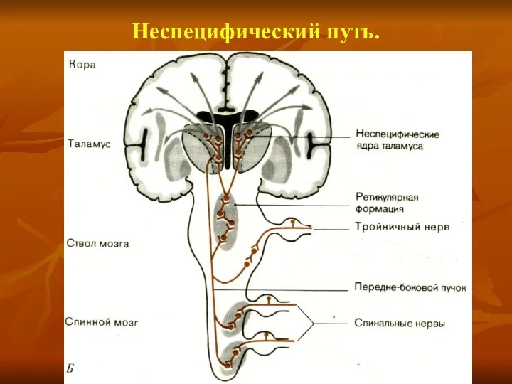 Неспецифический путь.