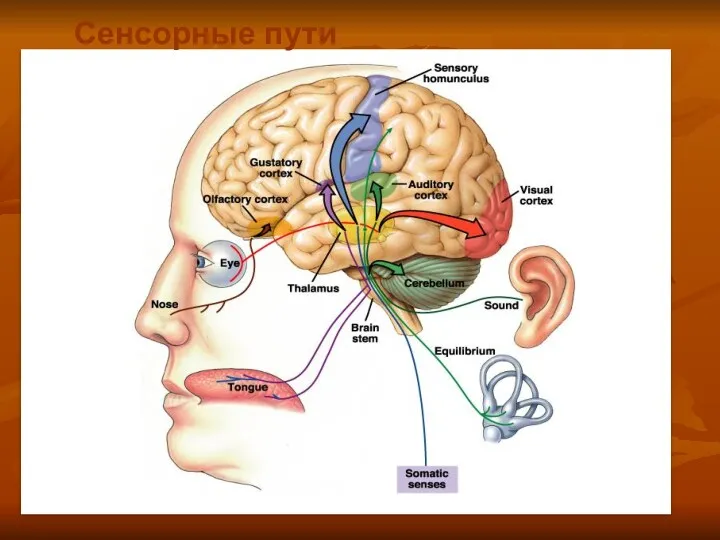 Сенсорные пути