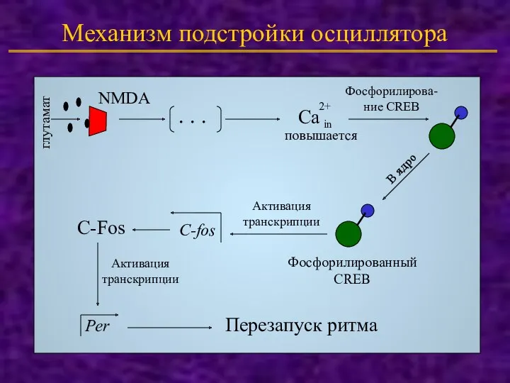 Механизм подстройки осциллятора NMDA глутамат . . . Ca 2+