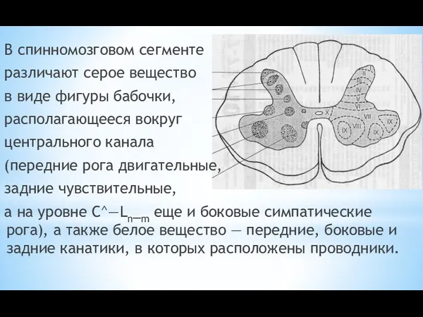 В спинномозговом сегмен­те различают серое вещество в виде фигуры бабочки,