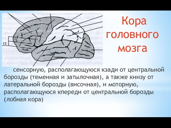 Кора головного мозга сенсорную, располагающуюся кзади от центральной борозды (теменная
