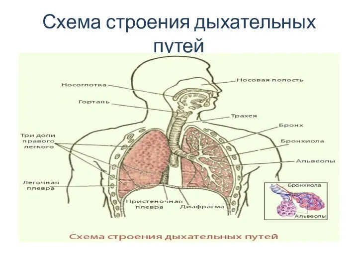 Схема строения дыхательных путей