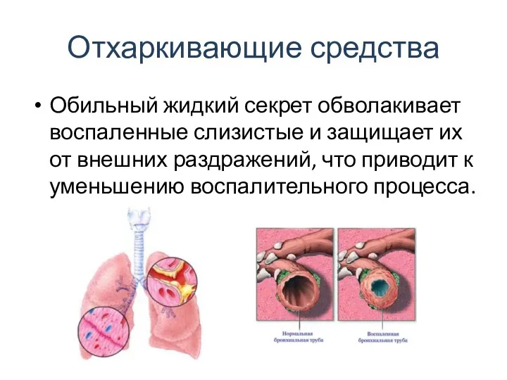 Отхаркивающие средства Обильный жидкий секрет обволакивает воспаленные слизистые и защищает