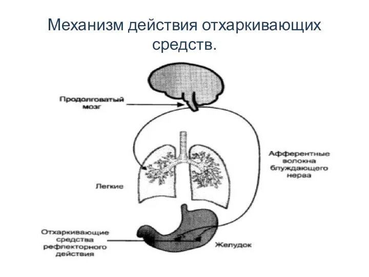 Механизм действия отхаркивающих средств.