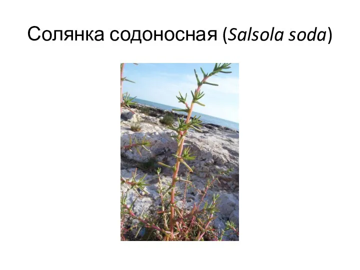 Солянка содоносная (Salsola soda)