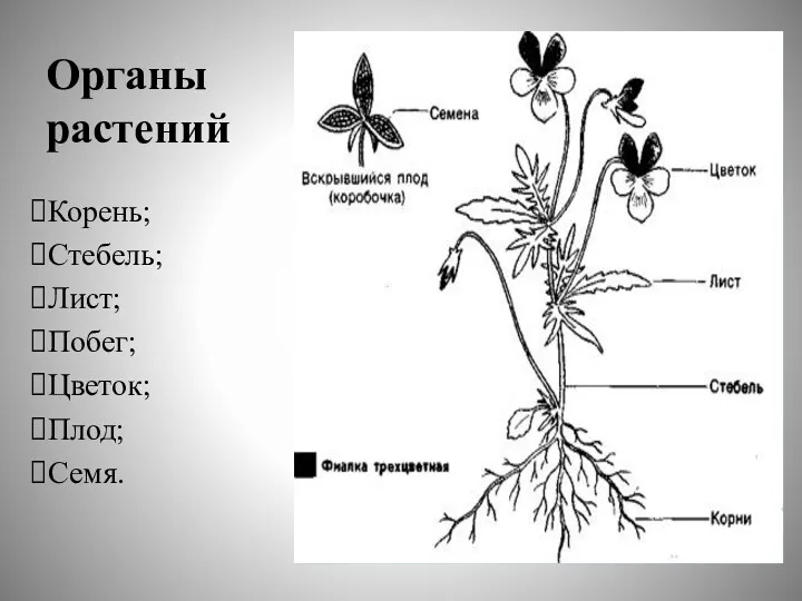 Органы растений Корень; Стебель; Лист; Побег; Цветок; Плод; Семя.