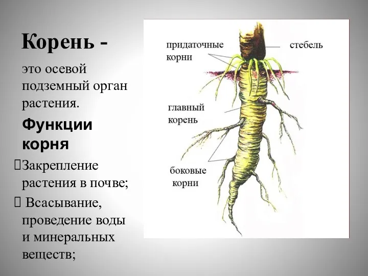 Корень - это осевой подземный орган растения. Функции корня Закрепление