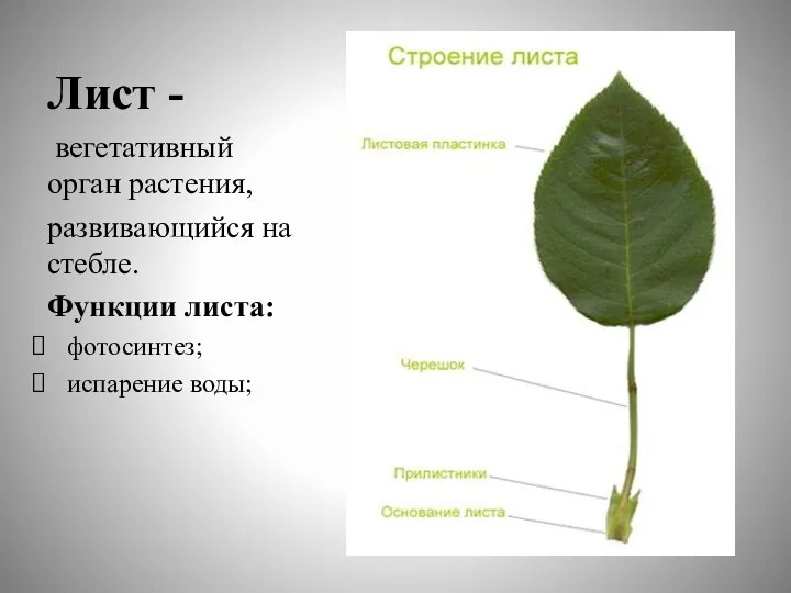 Лист - вегетативный орган растения, развивающийся на стебле. Функции листа: фотосинтез; испарение воды;