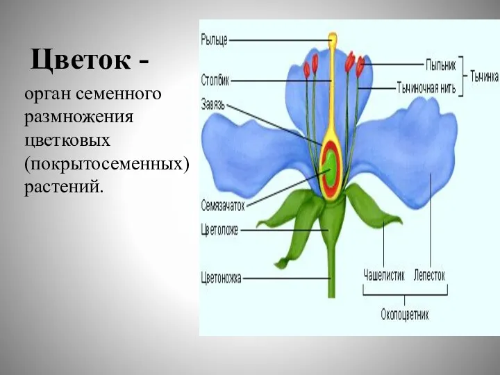 Цветок - орган семенного размножения цветковых (покрытосеменных) растений.