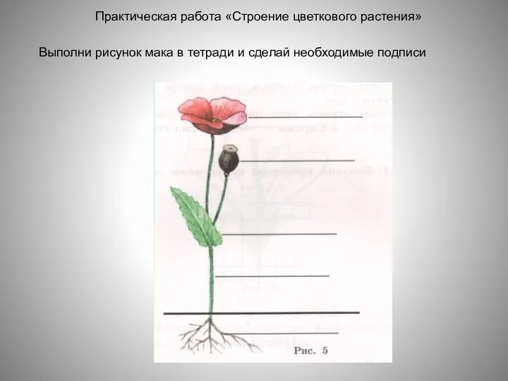 Практическая работа «Строение цветкового растения» Выполни рисунок мака в тетради и сделай необходимые подписи