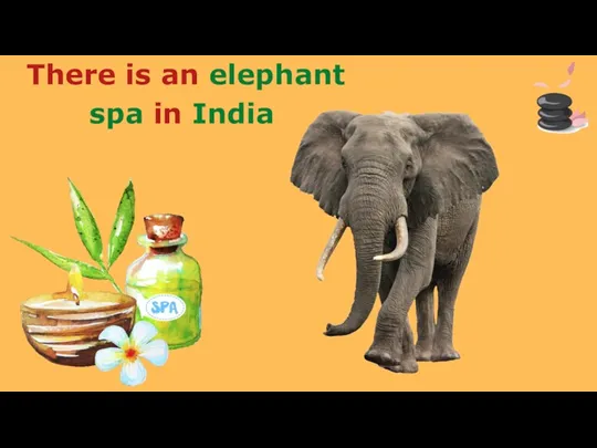 There is an elephant spa in India
