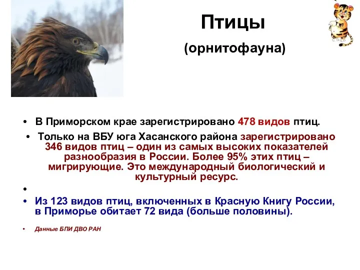 Птицы (орнитофауна) В Приморском крае зарегистрировано 478 видов птиц. Только на ВБУ юга