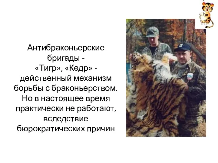 Антибраконьерские бригады - «Тигр», «Кедр» - действенный механизм борьбы с браконьерством. Но в