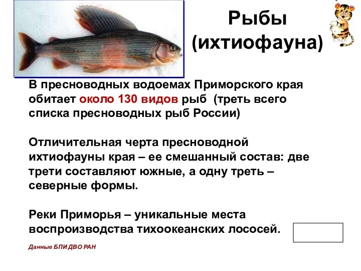 Рыбы (ихтиофауна) В пресноводных водоемах Приморского края обитает около 130 видов рыб (треть