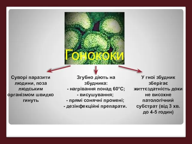 Суворі паразити людини, поза людським організмом швидко гинуть Згубно діють