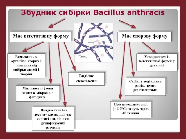 Має вегетативну форму Виявляють в організмі хворих і померлих від