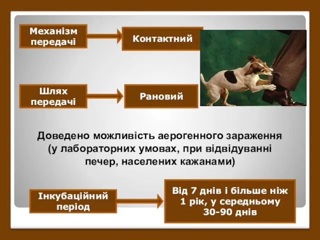 Механізм передачі Контактний Шлях передачі Рановий Доведено можливість аерогенного зараження