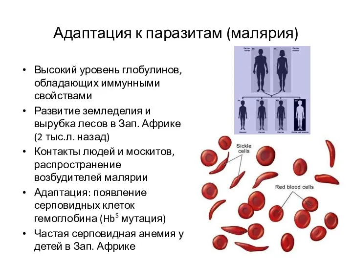 Адаптация к паразитам (малярия) Высокий уровень глобулинов, обладающих иммунными свойствами