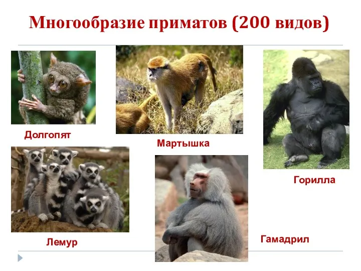 Многообразие приматов (200 видов) Долгопят Горилла Лемур Мартышка Гамадрил