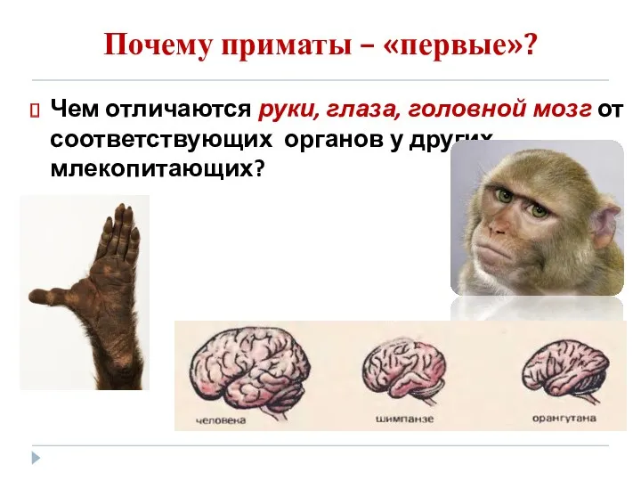 Почему приматы – «первые»? Чем отличаются руки, глаза, головной мозг от соответствующих органов у других млекопитающих?