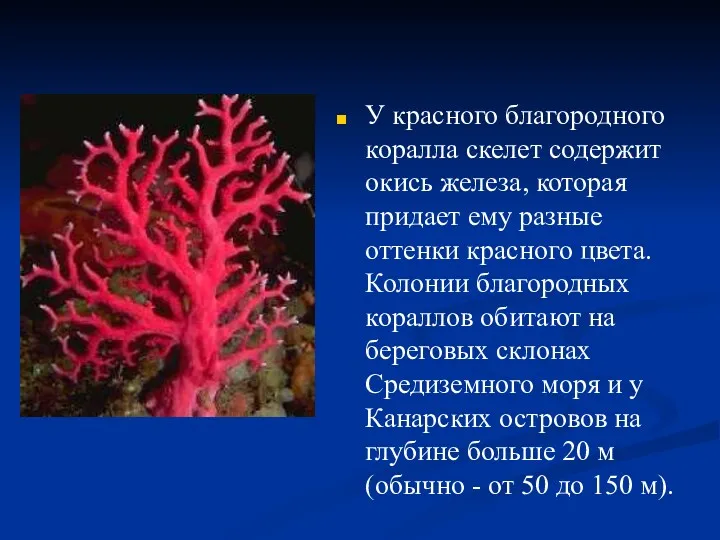 У красного благородного коралла скелет содержит окись железа, которая придает ему разные оттенки
