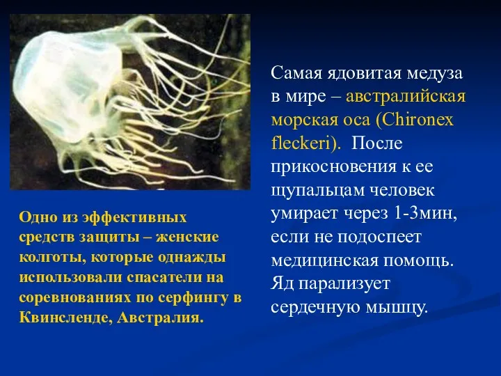 Ядовитые животные Самая ядовитая медуза в мире – австралийская морская оса (Chironex fleckeri).