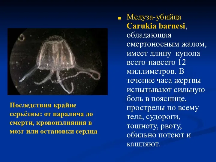 Медуза-убийца Carukia barnesi, обладающая смертоносным жалом, имеет длину купола всего-навсего 12 миллиметров. В