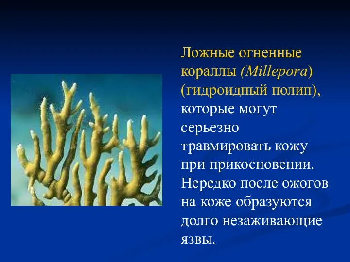 Ядовитые животные Ложные огненные кораллы (Millepora) (гидроидный полип), которые могут серьезно травмировать кожу