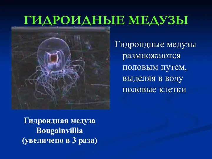 ГИДРОИДНЫЕ МЕДУЗЫ Гидроидные медузы размножаются половым путем, выделяя в воду половые клетки Гидроидная