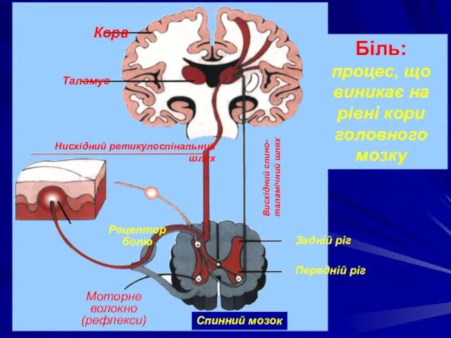 Кора Нисхідний ретикулоспінальний шлях Біль: процес, що виникає на рівні кори головного мозку