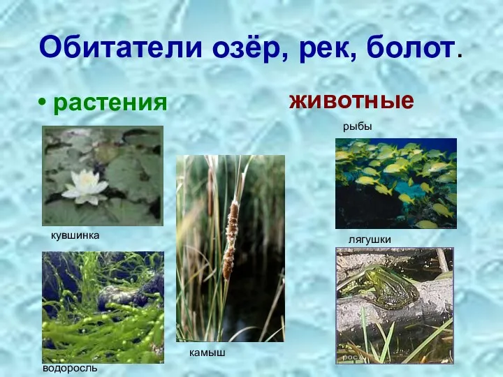 Обитатели озёр, рек, болот. растения животные кувшинка водоросль камыш рыбы лягушки