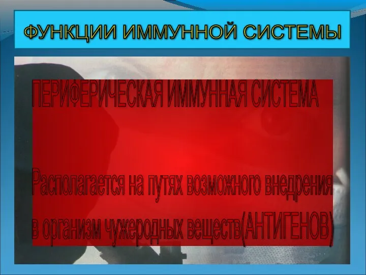 ПЕРИФЕРИЧЕСКАЯ ИММУННАЯ СИСТЕМА Располагается на путях возможного внедрения в организм чужеродных веществ(АНТИГЕНОВ) ФУНКЦИИ ИММУННОЙ СИСТЕМЫ