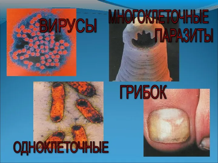 ВИРУСЫ ОДНОКЛЕТОЧНЫЕ ПАРАЗИТЫ МНОГОКЛЕТОЧНЫЕ ГРИБОК