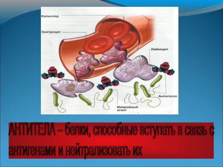 АНТИТЕЛА – белки, способные вступать в связь с антигенами и нейтрализовать их