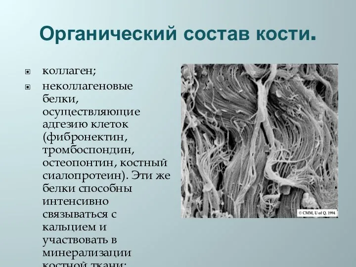 Органический состав кости. коллаген; неколлагеновые белки, осуществляющие адгезию клеток (фибронектин,