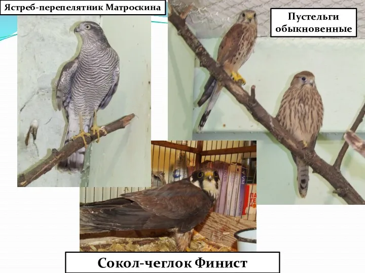 Ястреб-перепелятник Матроскина Сокол-чеглок Финист Пустельги обыкновенные