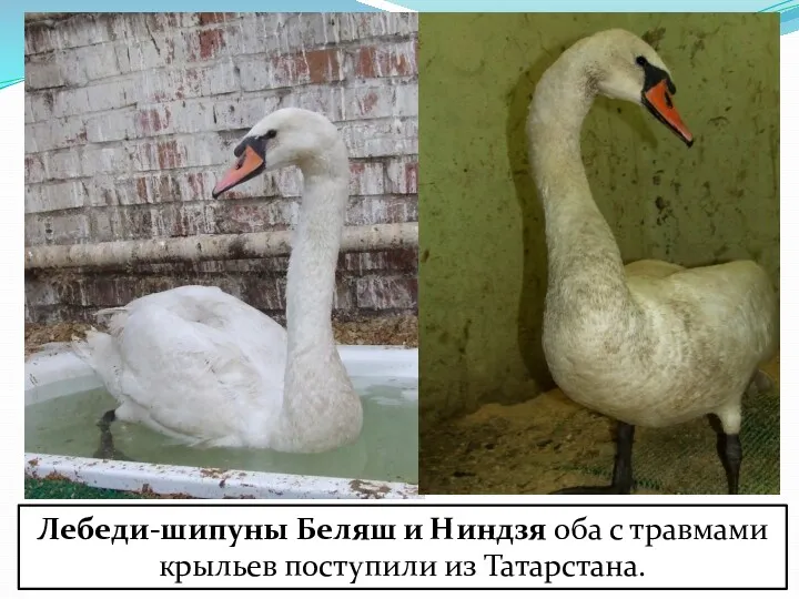 Лебеди-шипуны Беляш и Ниндзя оба с травмами крыльев поступили из Татарстана.