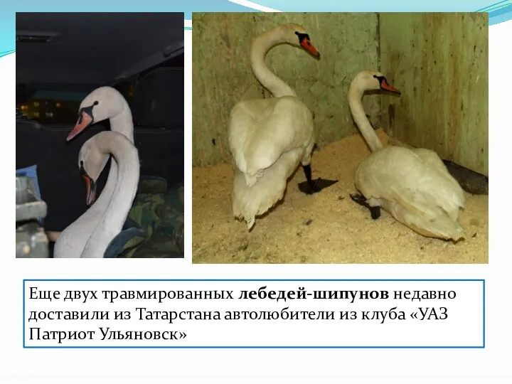 Еще двух травмированных лебедей-шипунов недавно доставили из Татарстана автолюбители из клуба «УАЗ Патриот Ульяновск»